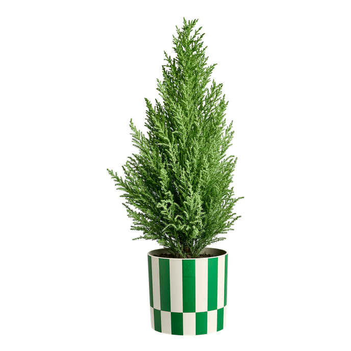xmas blocks & stripes 15cm mistletoe green
